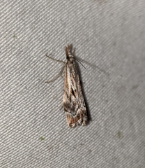 Catoptria oregonicus
