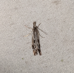 Catoptria oregonicus