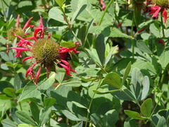 Bombus bimaculatus