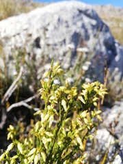 Erica lutea
