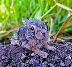 Lepus nigricollis