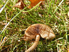 Pholiota malicola