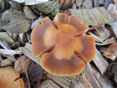 Pholiota malicola