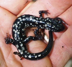 Plethodon kentucki