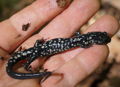 Plethodon kentucki
