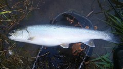 Salvelinus confluentus