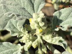 Chrozophora tinctoria