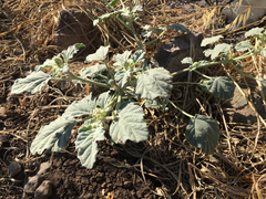 Chrozophora tinctoria