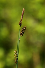 Carex stylosa