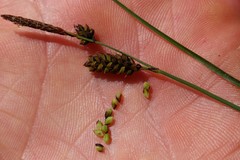 Carex stylosa