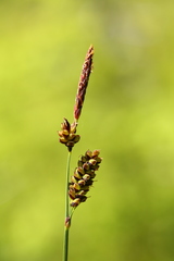 Carex stylosa