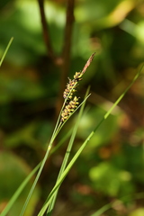 Carex stylosa