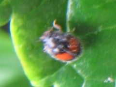 Diomus notescens