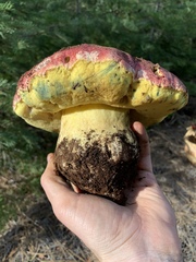 Butyriboletus primiregius