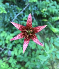 Lilium bolanderi