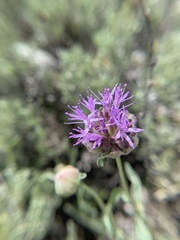 Monardella linoides