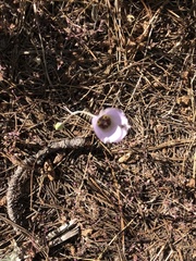 Calochortus invenustus