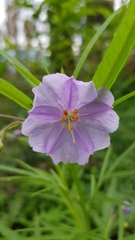 Solanum vescum