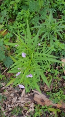 Solanum vescum