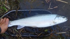 Salvelinus confluentus