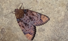 Arcte modesta