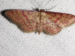 Idaea rhodogrammaria
