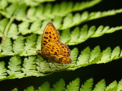 Boloria thore