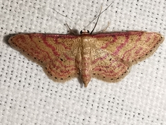 Idaea rhodogrammaria
