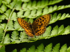 Boloria thore