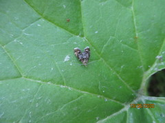 Prochoreutis sehestediana