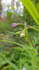 Solanum vescum