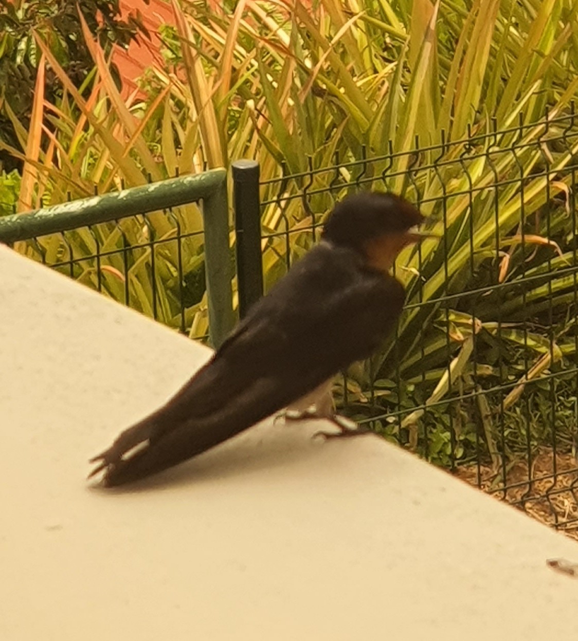 Pacific Swallow
