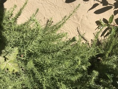 Artemisia pycnocephala