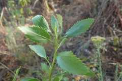 Senecio microglossus