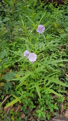 Solanum vescum