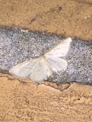 Idaea sylvestraria