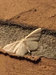 Idaea sylvestraria