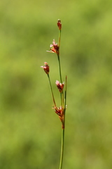 Juncus covillei