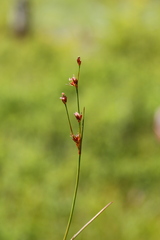 Juncus covillei