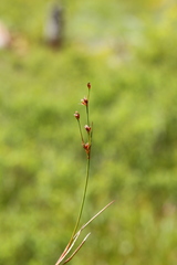 Juncus covillei