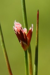 Juncus covillei