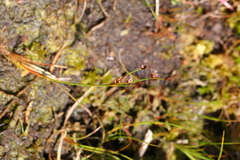 Juncus covillei