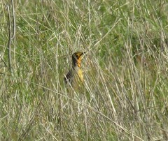 Macronyx capensis capensis