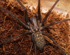 Eratigena