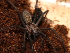 Eratigena