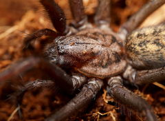 Eratigena