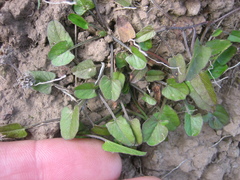Convolvulus waitaha