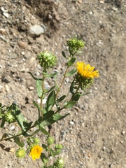 Grindelia squarrosa