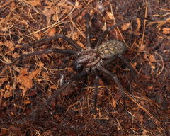 Eratigena