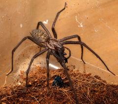 Eratigena